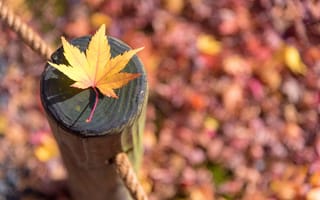 Картинка осень, листья, дерево, maple, клен, colorful, leaves, autumn