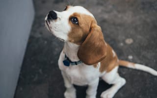 Картинка dog, beagle, sitting