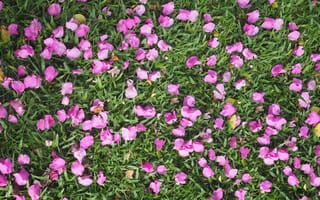 Картинка трава, purple, petals, цветы, grass, floral, лепестки