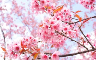Обои ветки, bloom, sakura, сакура, весна, pink, cherry, spring, blossom, цветение