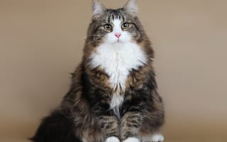 Картинка Деми Муур Сариола, кот, сибирская кошка