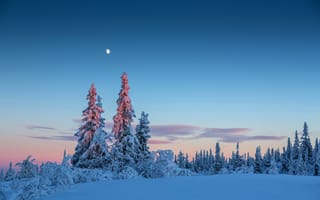 Картинка небо, снег, зима, луна, деревья, вечер, лес