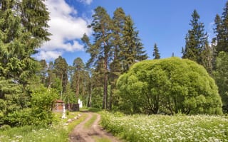 Картинка Россия, природа, парк, тропа, деревья, Ленинградская область