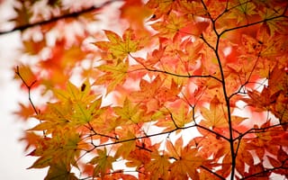 Картинка осень, листья, maple, autumn, клен, colorful, дерево, leaves