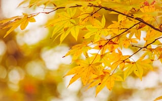 Картинка осень, листья, colorful, maple, leaves, клен, дерево, autumn