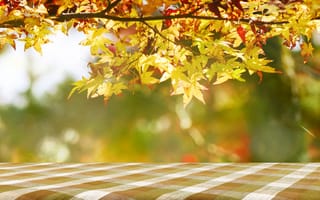 Картинка осень, листья, клен, colorful, autumn, leaves, дерево, maple