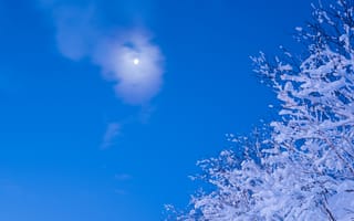 Картинка зима, небо, ветки, снег