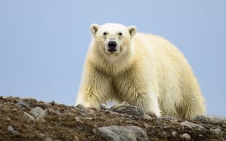 Картинка взгляд, Белый медведь, медведь, Полярный медведь