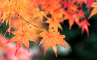 Картинка осень, листья, maple, autumn, colorful, клен, дерево, leaves
