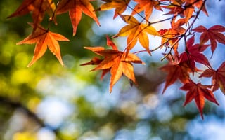 Картинка осень, листья, leaves, клен, autumn, дерево, maple, colorful
