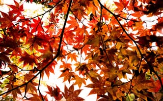 Картинка осень, листья, colorful, клен, maple, autumn, leaves, дерево