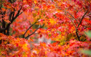 Картинка осень, листья, autumn, maple, дерево, leaves, клен, colorful