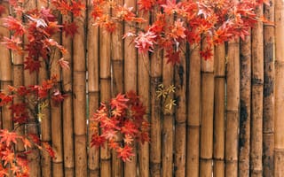 Картинка осень, maple, осенние, bamboo, листья, бамбук, leaves, autumn, colorful, клен