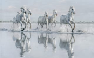 Картинка вода, табун, кони, бег, лошади, галоп, стадо, белые, водоем, берег