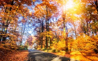 Картинка дорога, осень, road, листья, forest, деревья, лес, парк