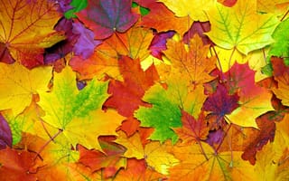 Картинка осень, colorful, листья, autumn, осенние, leaves, maple, клен