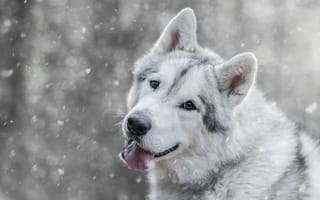 Картинка зима, боке, светлый, морда, снег, волк, волчья, собака, взгляд, пасть, снегопад, порода, серая, язык
