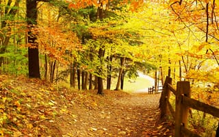 Картинка дорога, осень, деревья, fall, landscape, autumn, листья, road, tree, парк, park, leaves, forest, country, лес