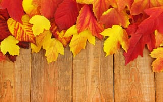 Картинка осень, листья, клен, autumn, colorful, maple, leaves, wood, осенние, доски