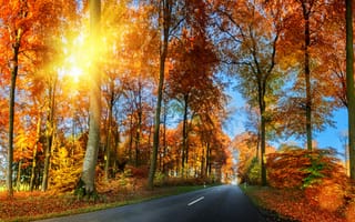 Картинка дорога, осень, forest, лес, park, autumn, деревья, fall, листья, road, leaves, country, парк, landscape, tree