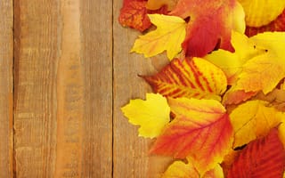 Обои осень, maple, autumn, wood, colorful, листья, осенние, доски, leaves, клен