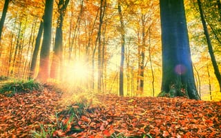 Картинка осень, лес, парк, листья, landscape, деревья, forest, park