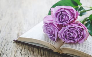 Картинка розы, romantic, roses, книга, wood, purple, violet, букет, flowers, book