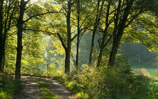 Картинка лес, Бавария, деревья, Германия, тропинка, солнце, зелень