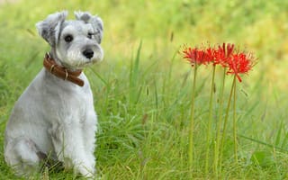 Картинка собака, друг, цветы, лето, взгляд