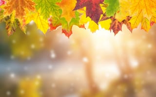 Картинка осень, листья, осенние, autumn, клен, leaves, colorful
