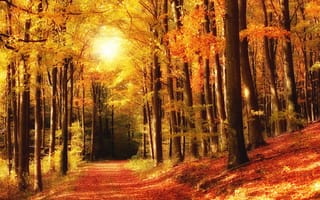 Картинка осень, листья, park, forest, tree, colorful, autumn, парк, деревья, leaves, landscape, тропа, лес, fall