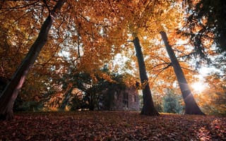 Картинка осень, лес, colorful, forest, landscape, листья, парк, деревья