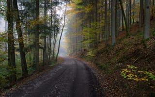 Картинка дорога, листья, лес, склон, деревья, туман, осень