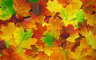 Обои осень, autumn, осенние, maple, leaves, клен, листья, colorful