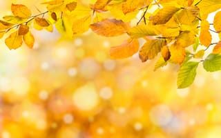 Картинка осень, листья, leaves, осенние, autumn, colorful