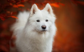 Картинка осень, самоед, белая, взгляд, щенок, листья, морда, собака, портрет