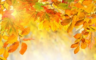 Картинка осень, листья, autumn, leaves, осенние, colorful