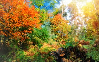 Картинка осень, лес, fall, листья, tree, forest, autumn, park, landscape, парк, деревья, leaves, colorful