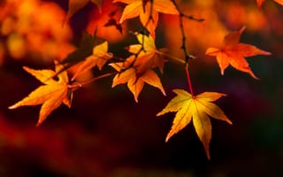 Картинка осень, листья, осенние, maple, autumn, leaves, colorful, клен