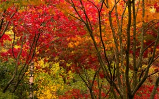 Картинка осень, лес, парк, листья, деревья, landscape, forest, colorful