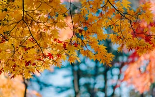 Картинка осень, autumn, leaves, клен, maple, листья, colorful, осенние