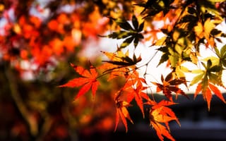 Картинка осень, листья, leaves, осенние, maple, autumn, клен, colorful