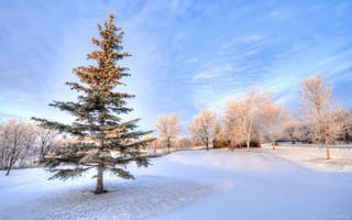 Картинка небо, парк, зима, снег, деревья