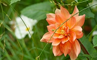 Картинка зелень, лето, оранжевый, лепестки, сад, цветы, трава