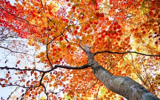 Картинка дерево, листья, крона, осень, ствол, небо