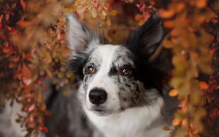 Обои осень, ветки, собака, портрет, бордер-колли, пятнистая, взгляд, листва, природа, пестрая, листья, морда