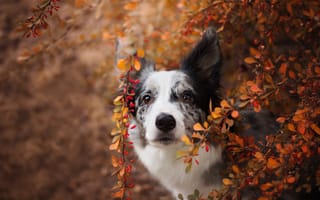 Обои осень, морда, портрет, черно-белая, пятнистая, ветки, листва, листья, природа, собака, взгляд, пестрая, бордер-колли