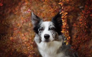 Обои осень, пестрая, природа, портрет, взгляд, ветки, собака, морда, красавица, бордер-колли, пятнистая, листья, листва, барбарис