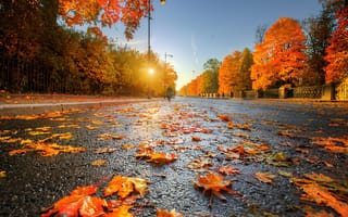 Картинка золотая осень, Царское Село, Ed Gordeev, дорога в даль