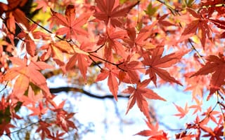 Картинка осень, листья, maple, осенние, colorful, клен, autumn, leaves